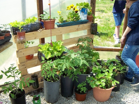 Plantas da estufa da escola